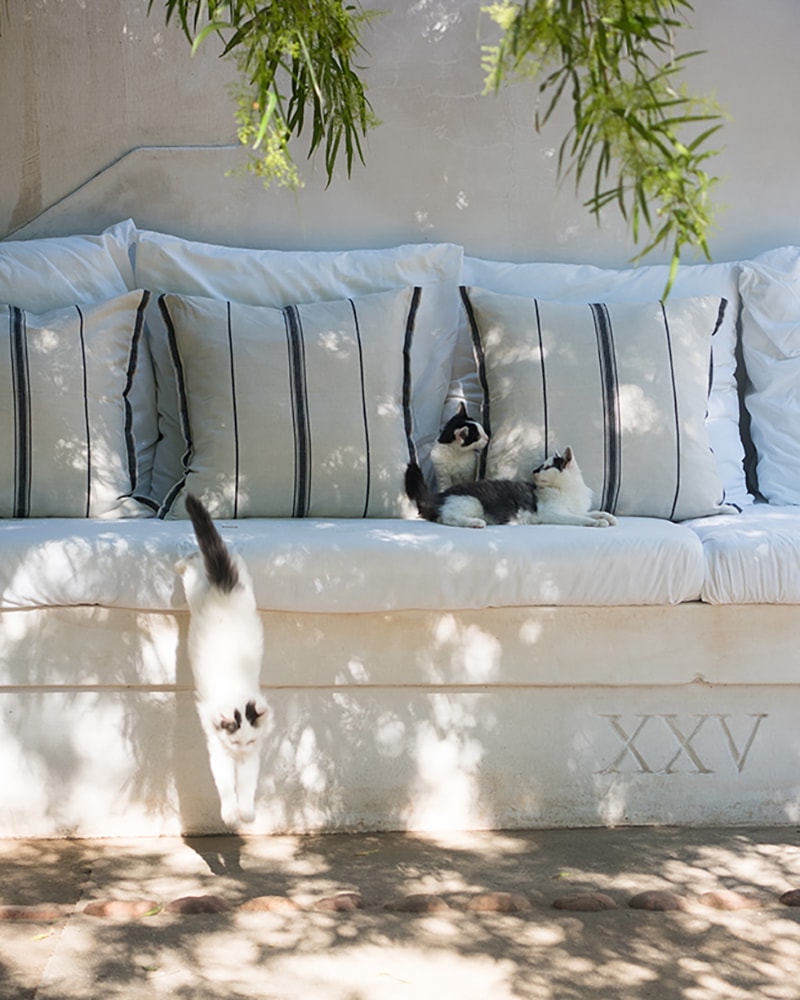 Kittens jumping off a bench with Mungo Lisburn Cushion Covers