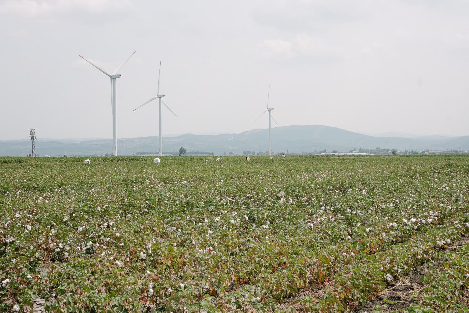 Mungo goes in search of organic cotton in Turkey