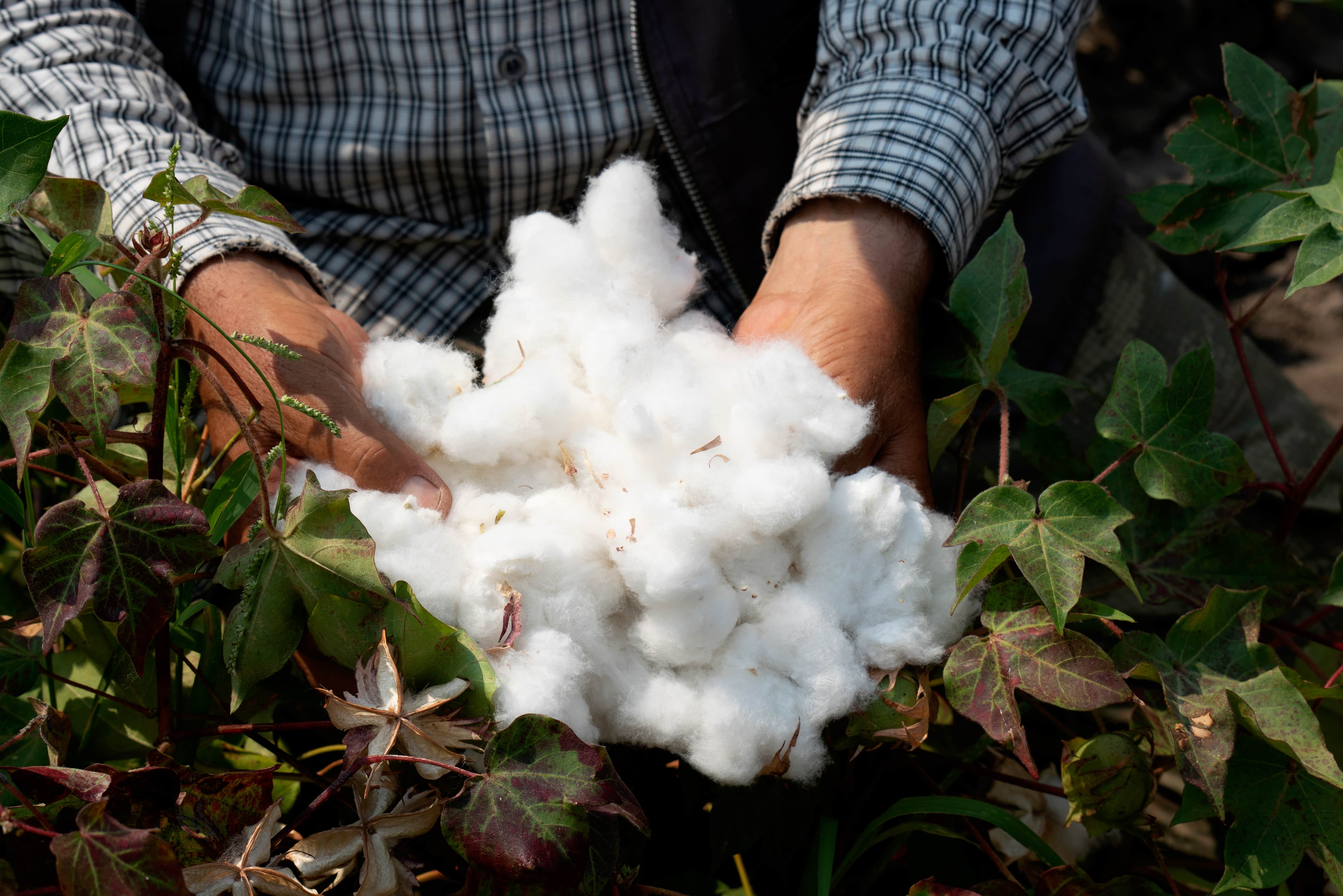 Organic cotton boules harvested in a field in Turkey