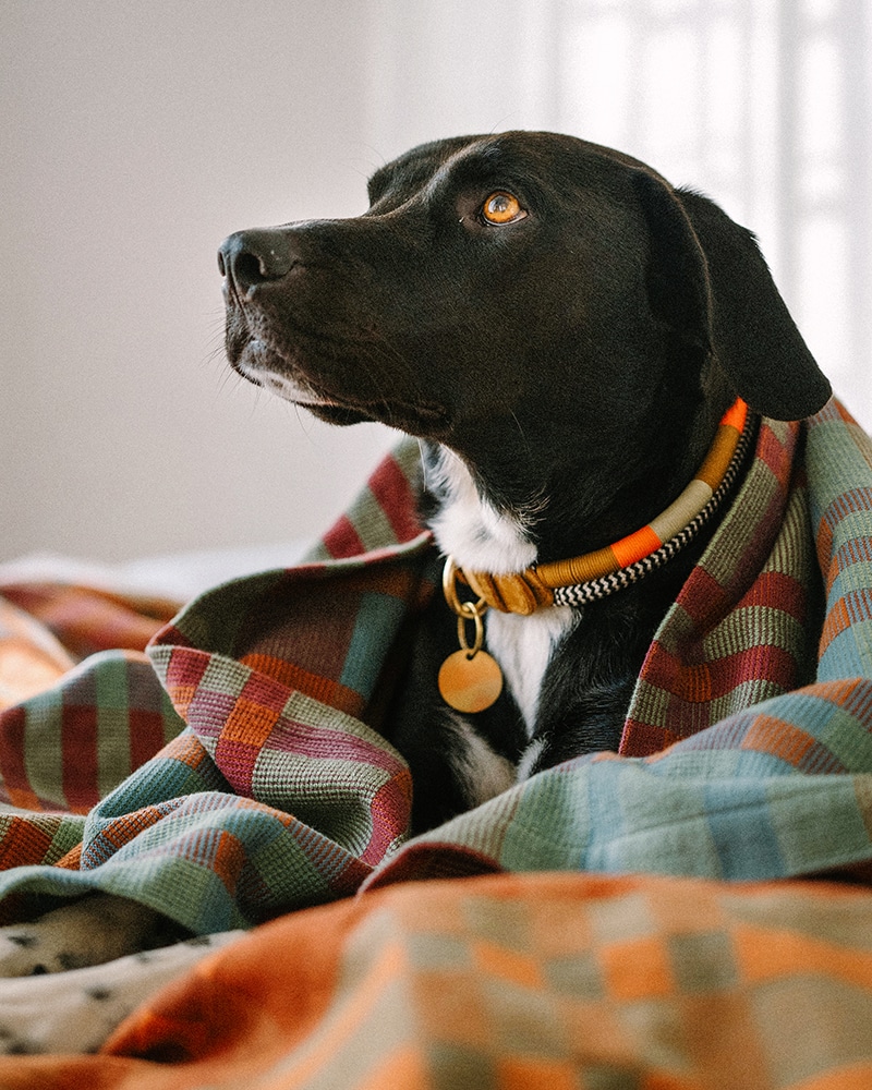 Adorable Odin wrapped in the Fido Dog Blanket