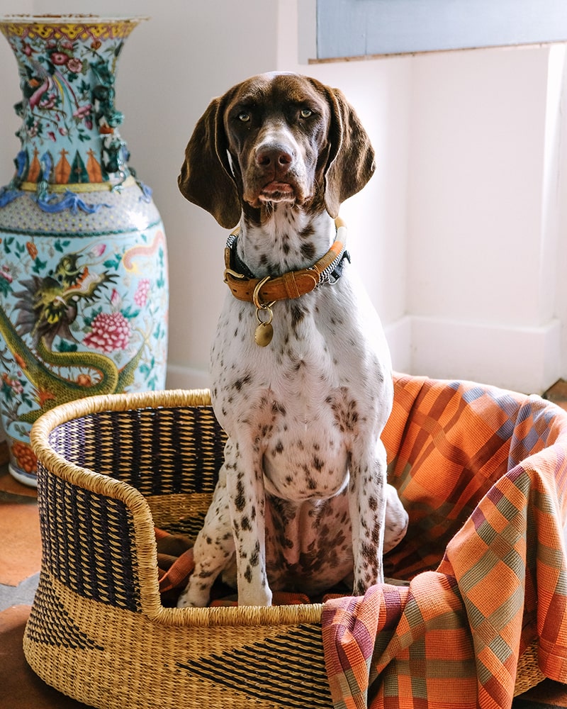 Pooch sitting in a basket decorated with the Fido blanket in Ginger