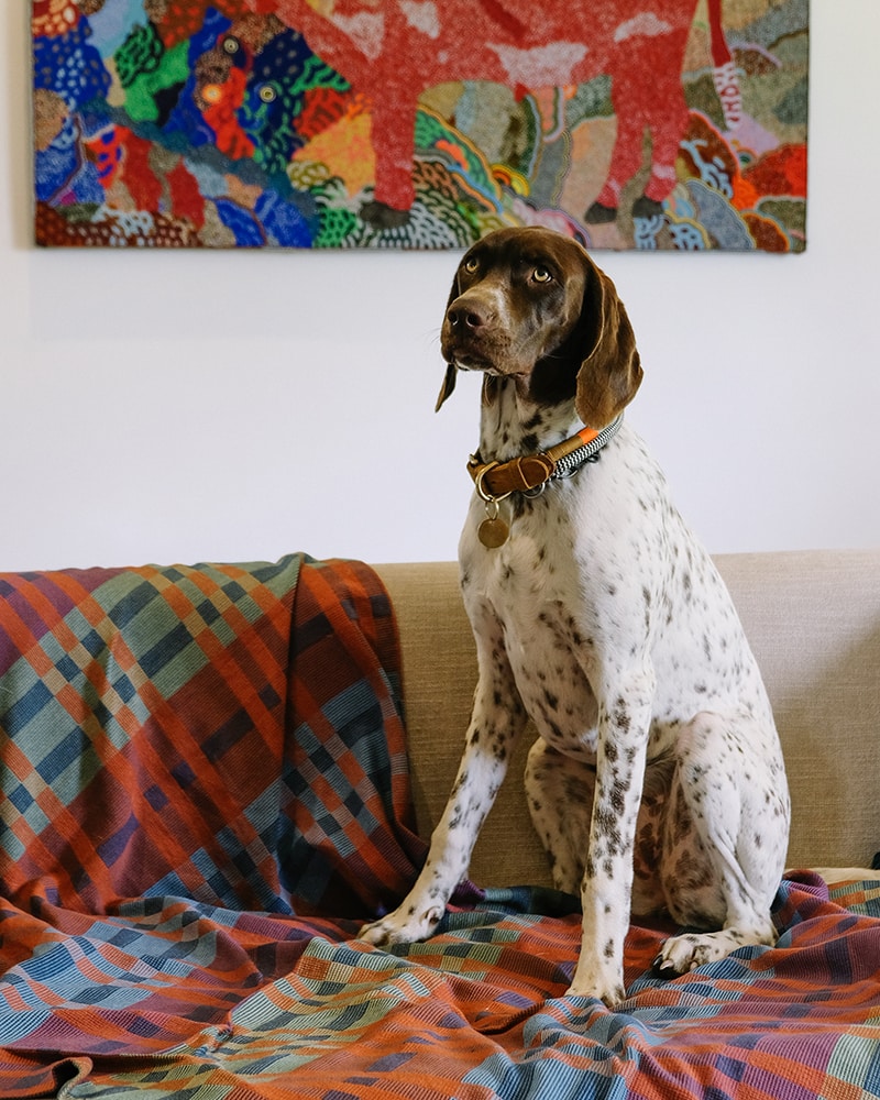 Puppy dog eyes on the Fido Dog blanket in Toto
