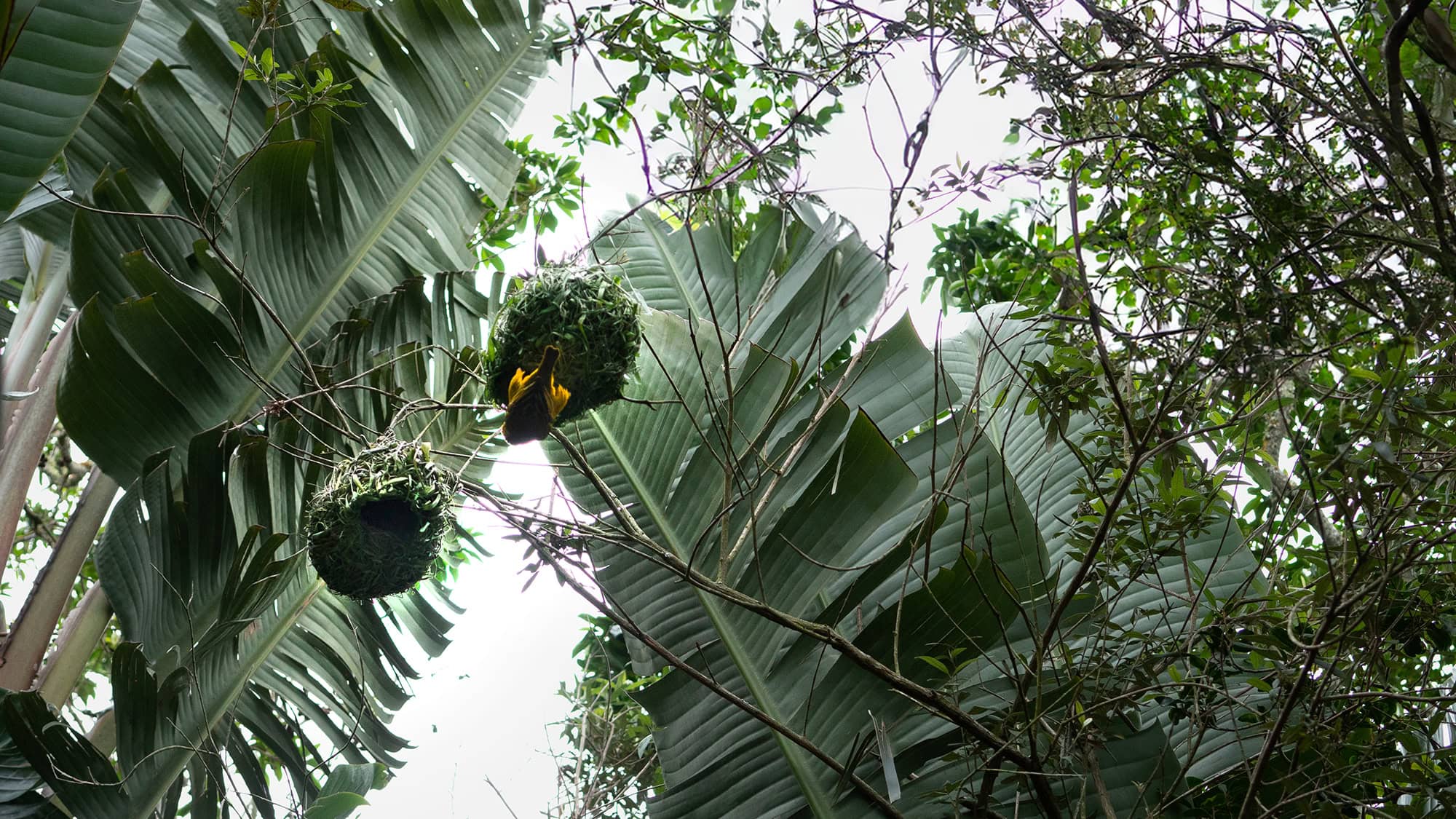 Weaver birds in the trees at Old Nick Village, home of the Mungo Mill.