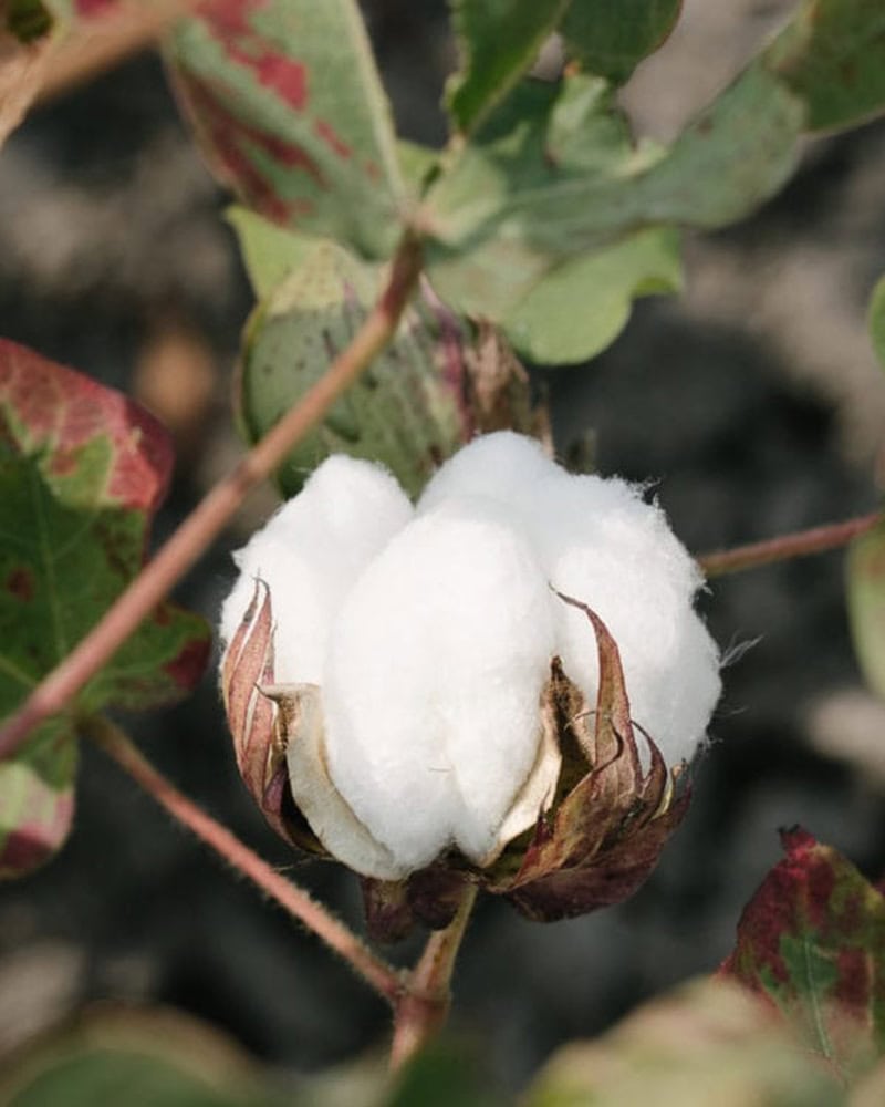 Cotton boll. At Mungo, cotton is the fibre we use most often to weave our heirloom quality home textiles