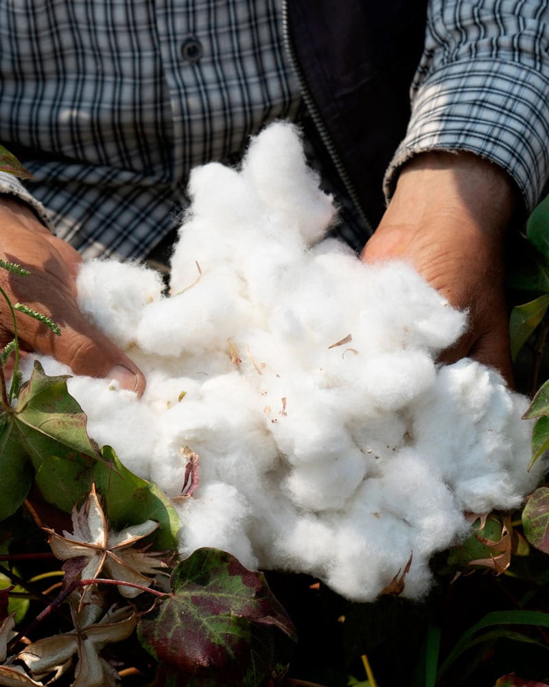 Man holding cotton bolls from the field